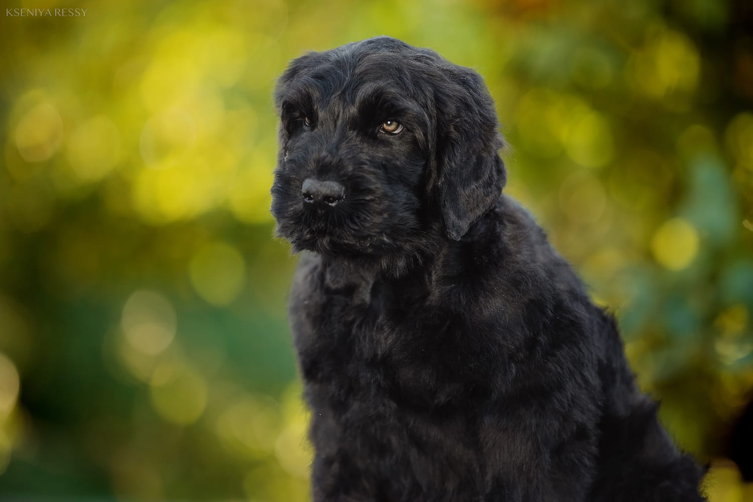 фотоальбом Деликато Бестиа Лучший друг на века
